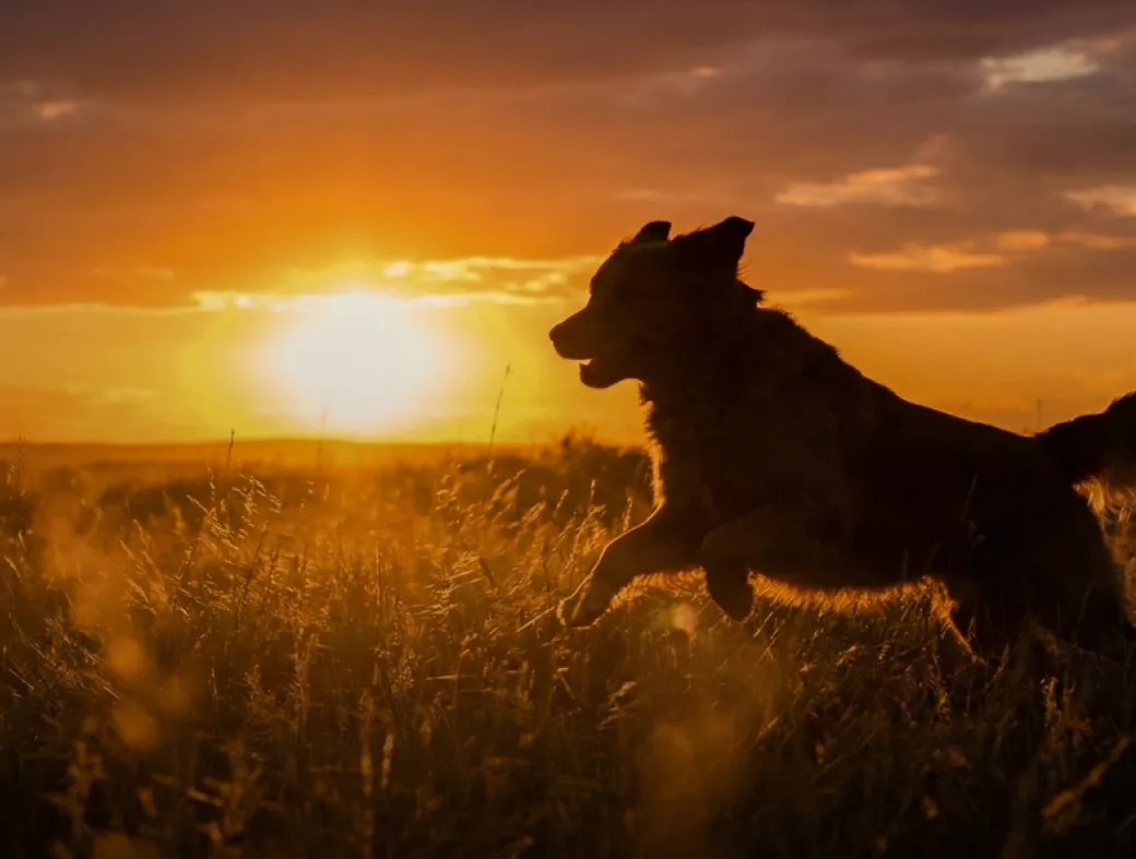 Cão correndo no campo ao pôr do sol
